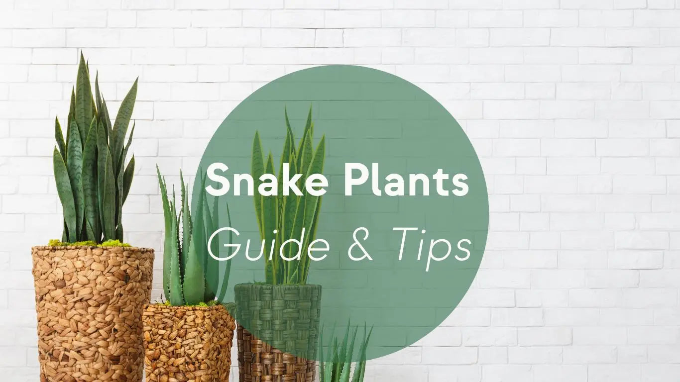 Snake Plants Care: Guide & Tips - KORU ONE