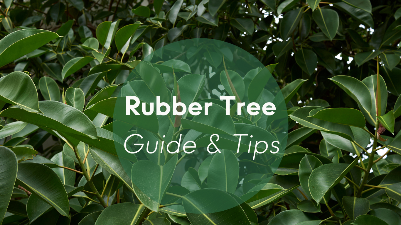 How to Grow and Care for a Rubber Tree Plant