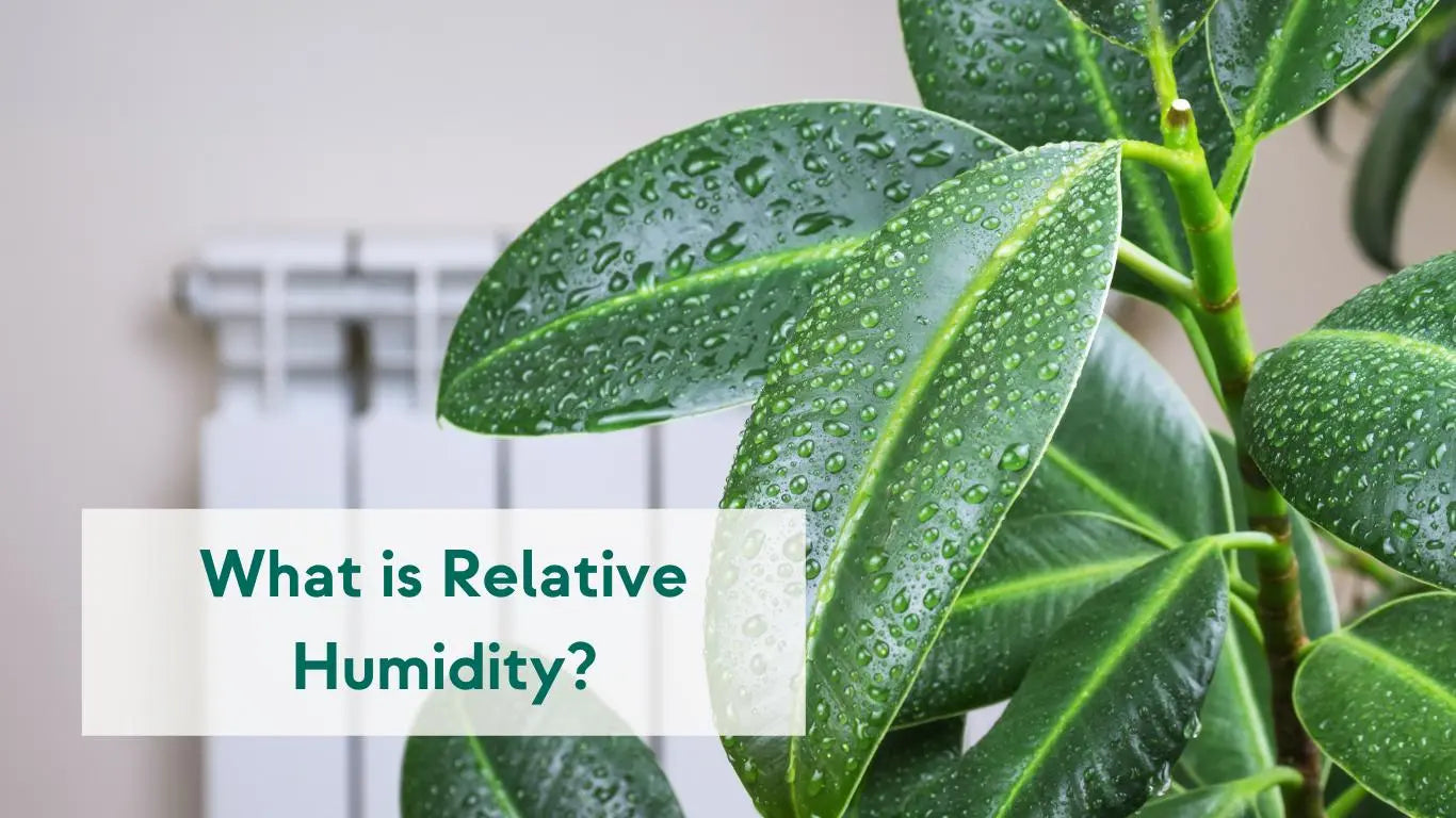 Relative Humidity: What is it and What’s an Ideal Level? - KORU ONE