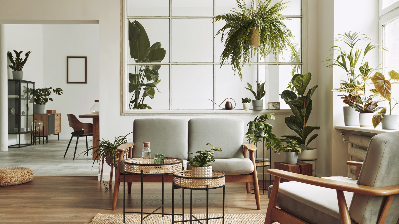 Plants for home