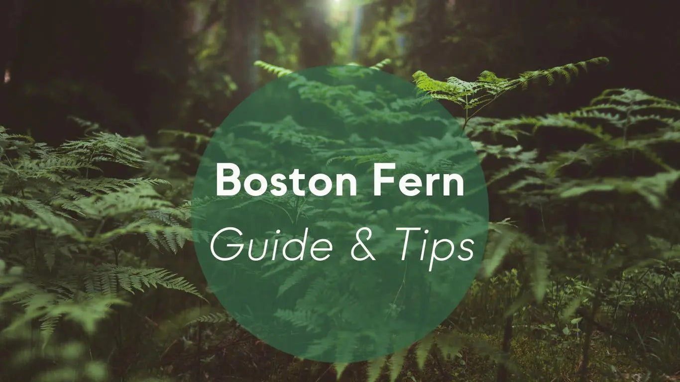 Boston Fern Plants Care: Guide & Tips - KORU ONE