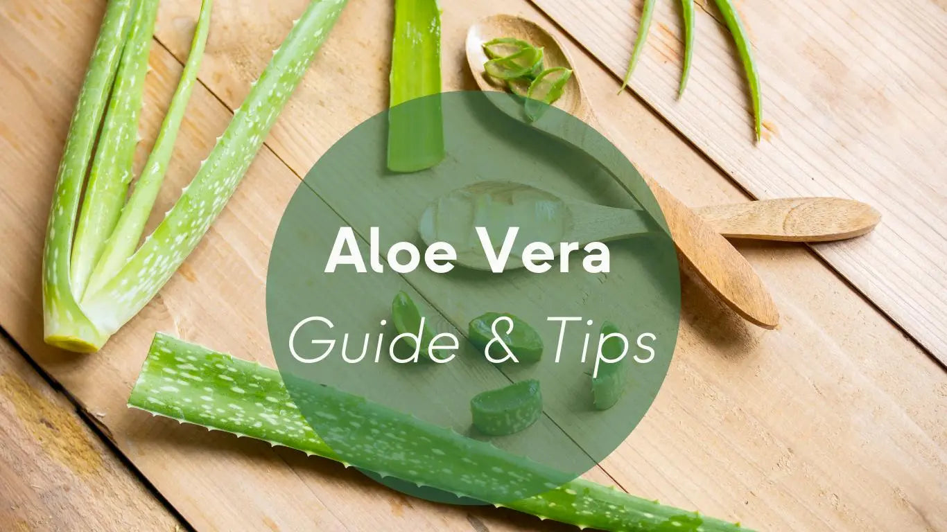 Aloe Vera Plants Care: Guide & Tips - KORU ONE