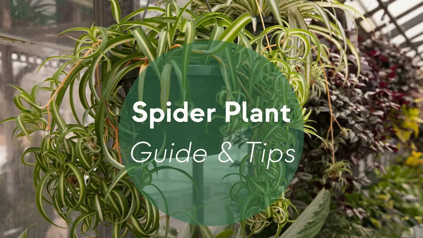 Spider Plant Care: Guide & Tips - KORU ONE