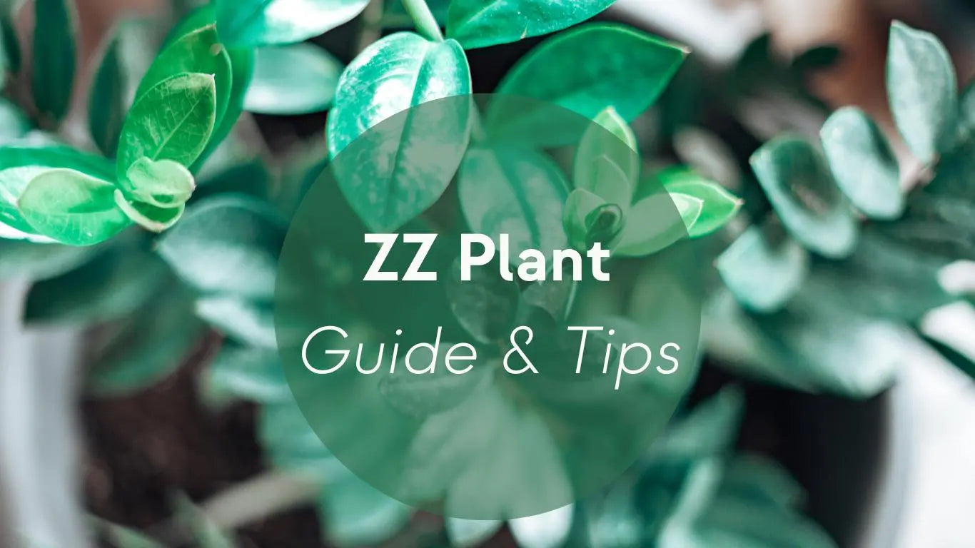 ZZ Plant Care: Guide & Tips - KORU ONE