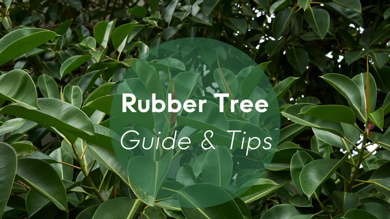 Rubber Tree Plant Care: Guide & Tips - KORU ONE