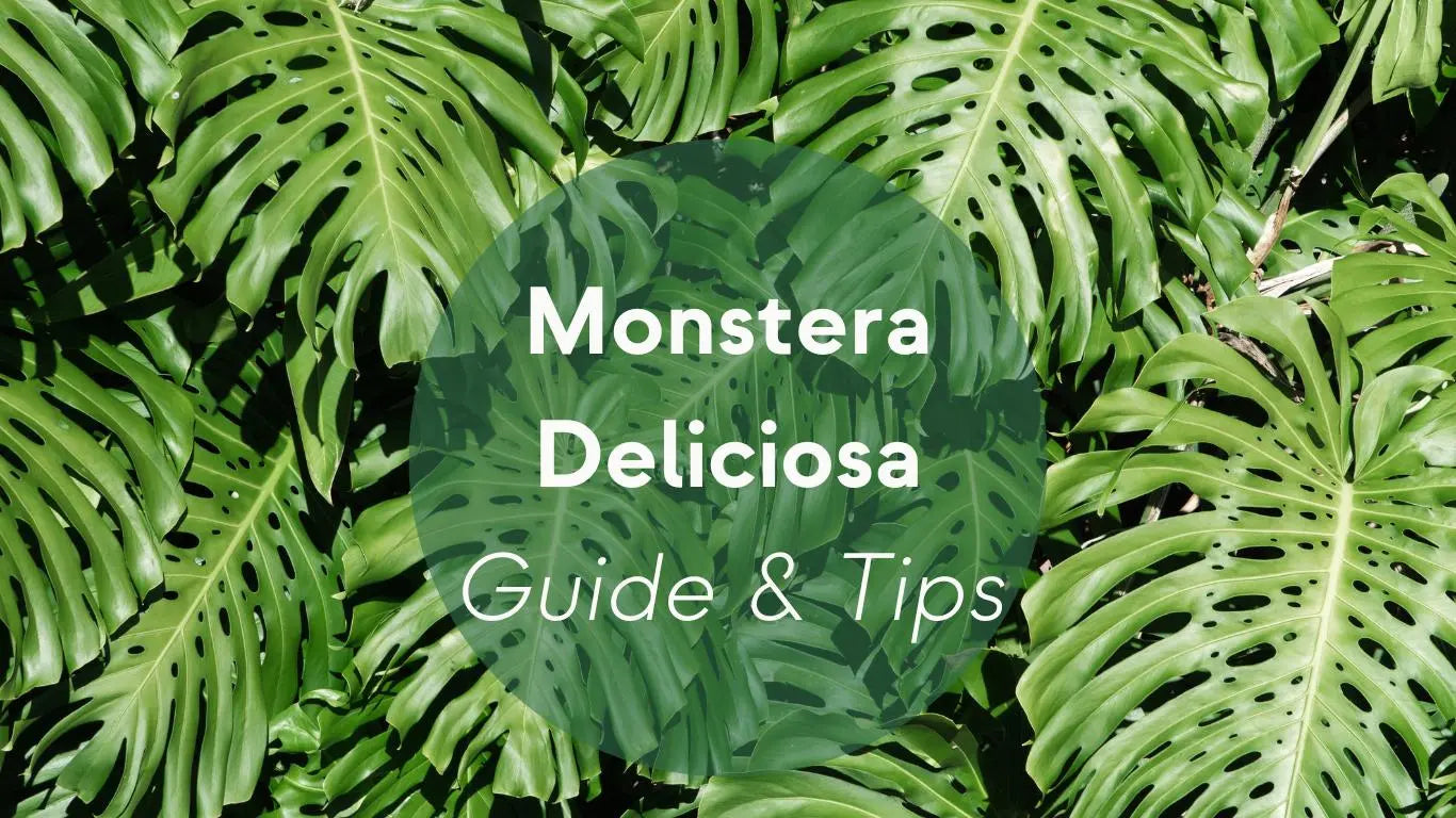 Monstera Plant Care: Guide & Tips - KORU ONE