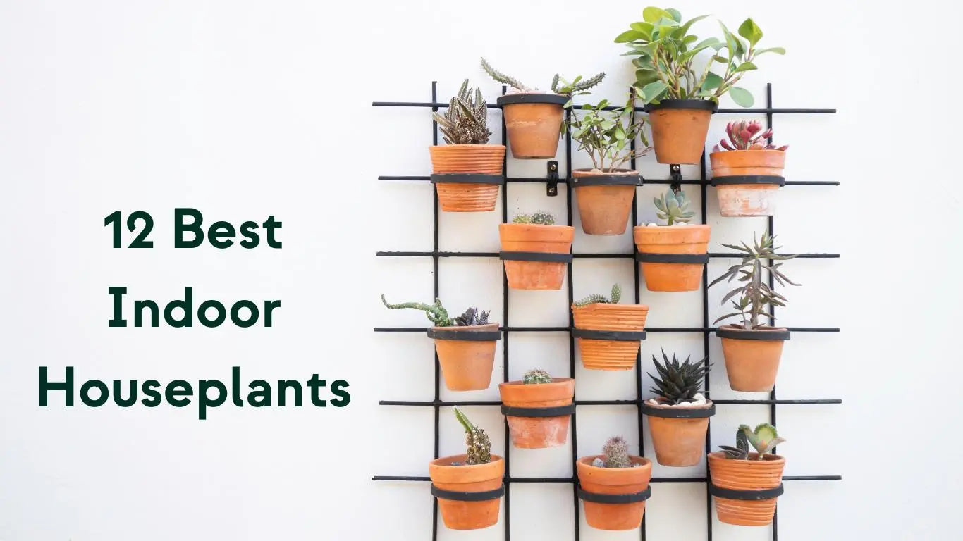12 Best Indoor Air Purifying Plants For Every Home And Skill Level - KORU ONE