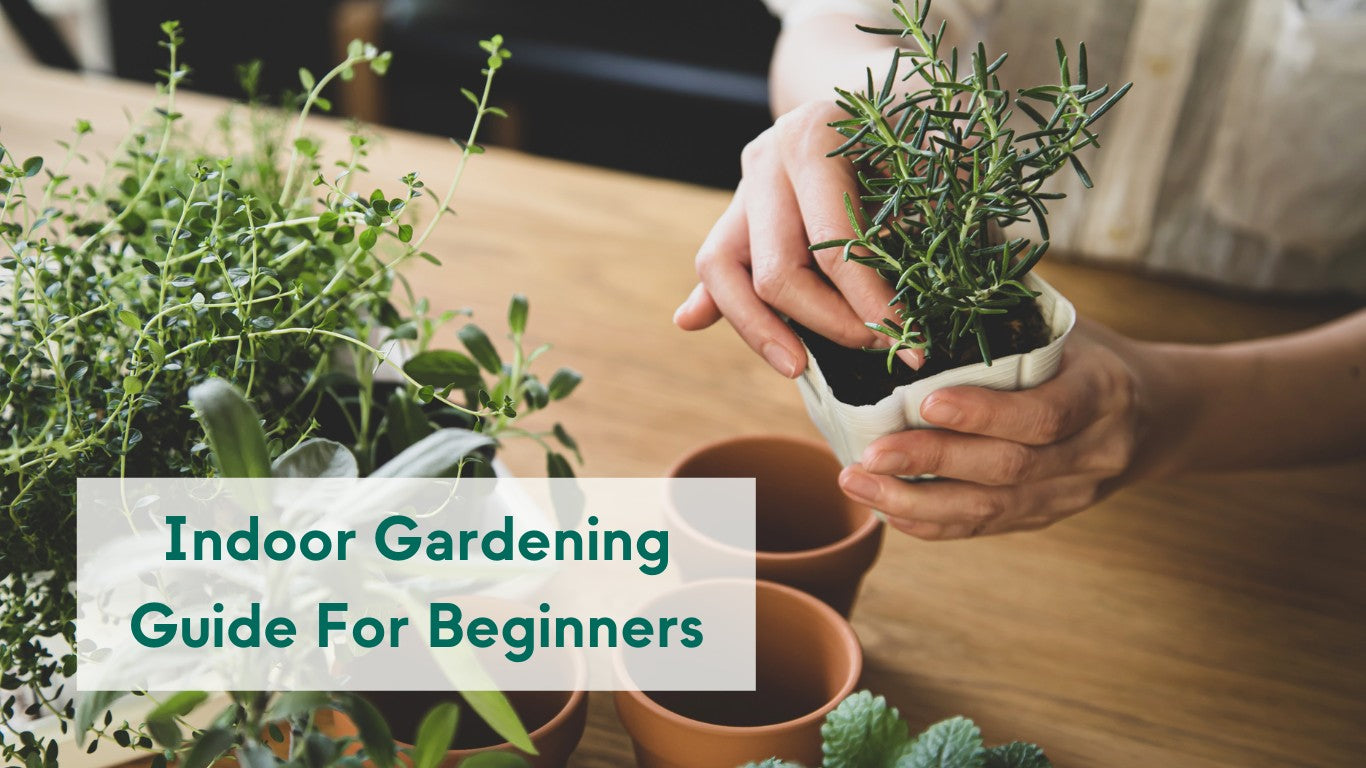 Indoor Gardening Guide For Beginners – KORU ONE