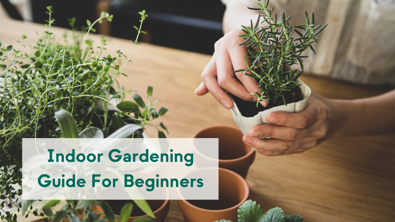 Indoor Gardening Guide For Beginners