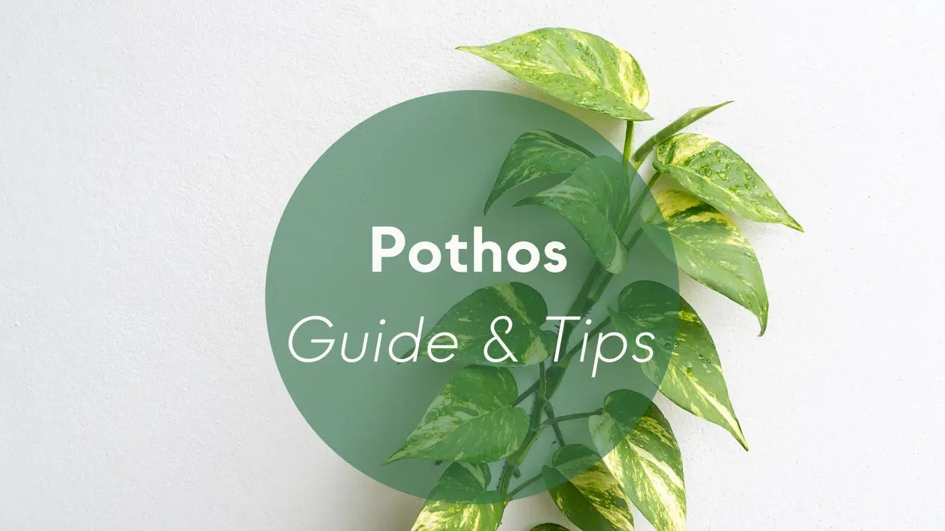 Pothos Plants Care: Guide & Tips - KORU ONE