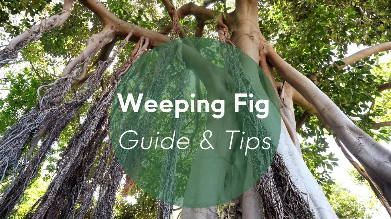 Weeping Fig Plants Care: Guide & Tips - KORU ONE