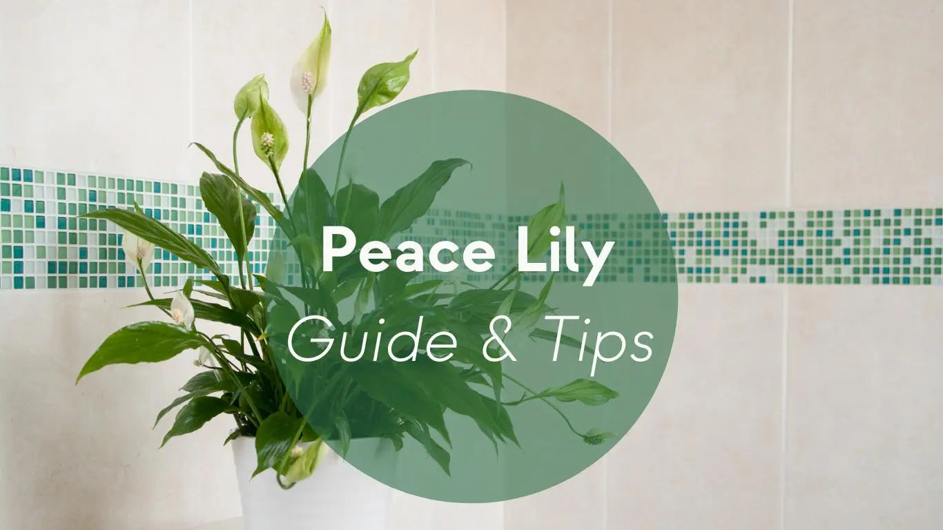 Peace Lily Plants Care: Guide & Tips - KORU ONE