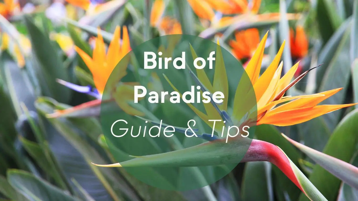 Bird of Paradise Plants Care: Guide & Tips - KORU ONE