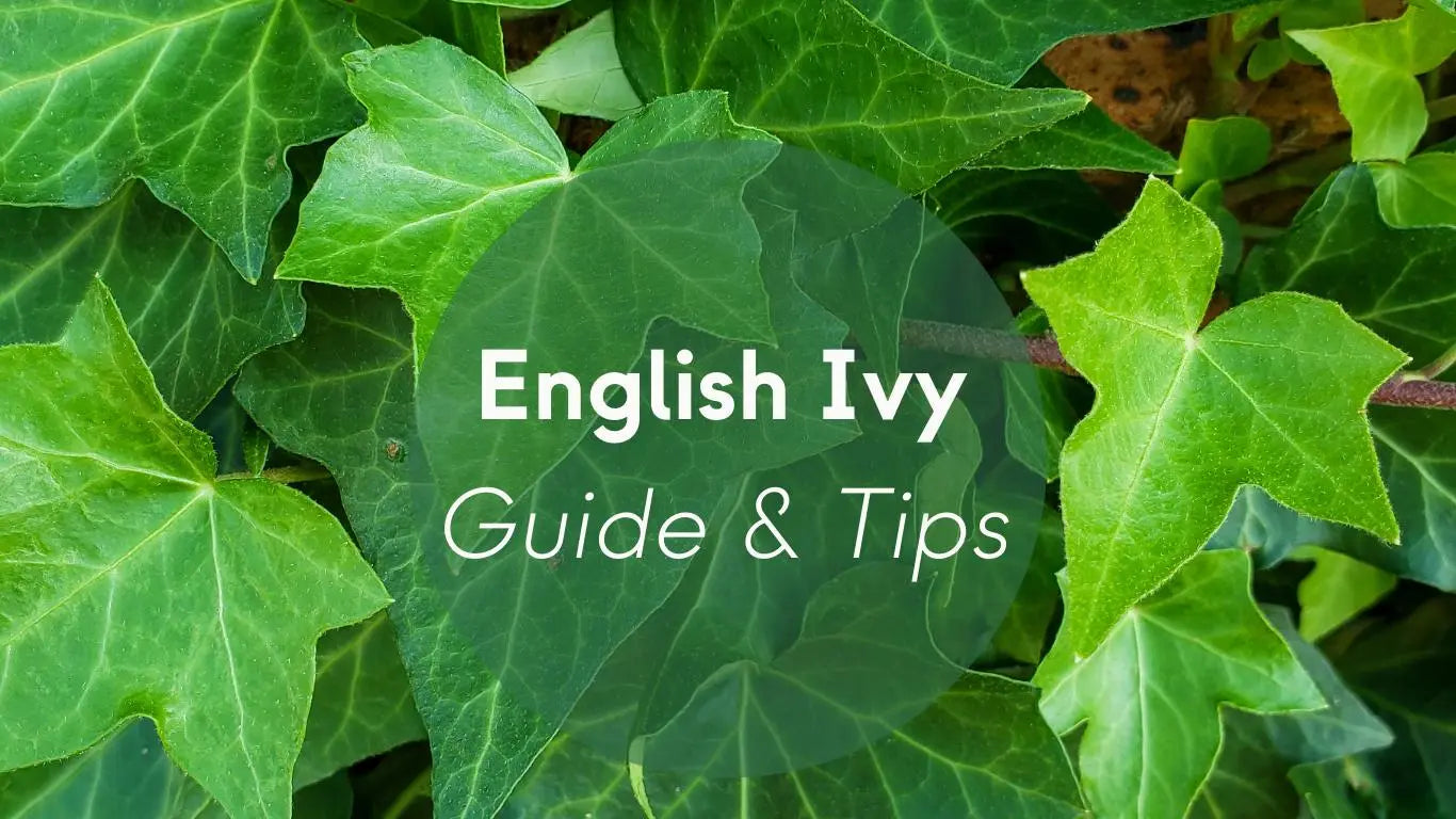 English Ivy Plants Care: Guide & Tips - KORU ONE
