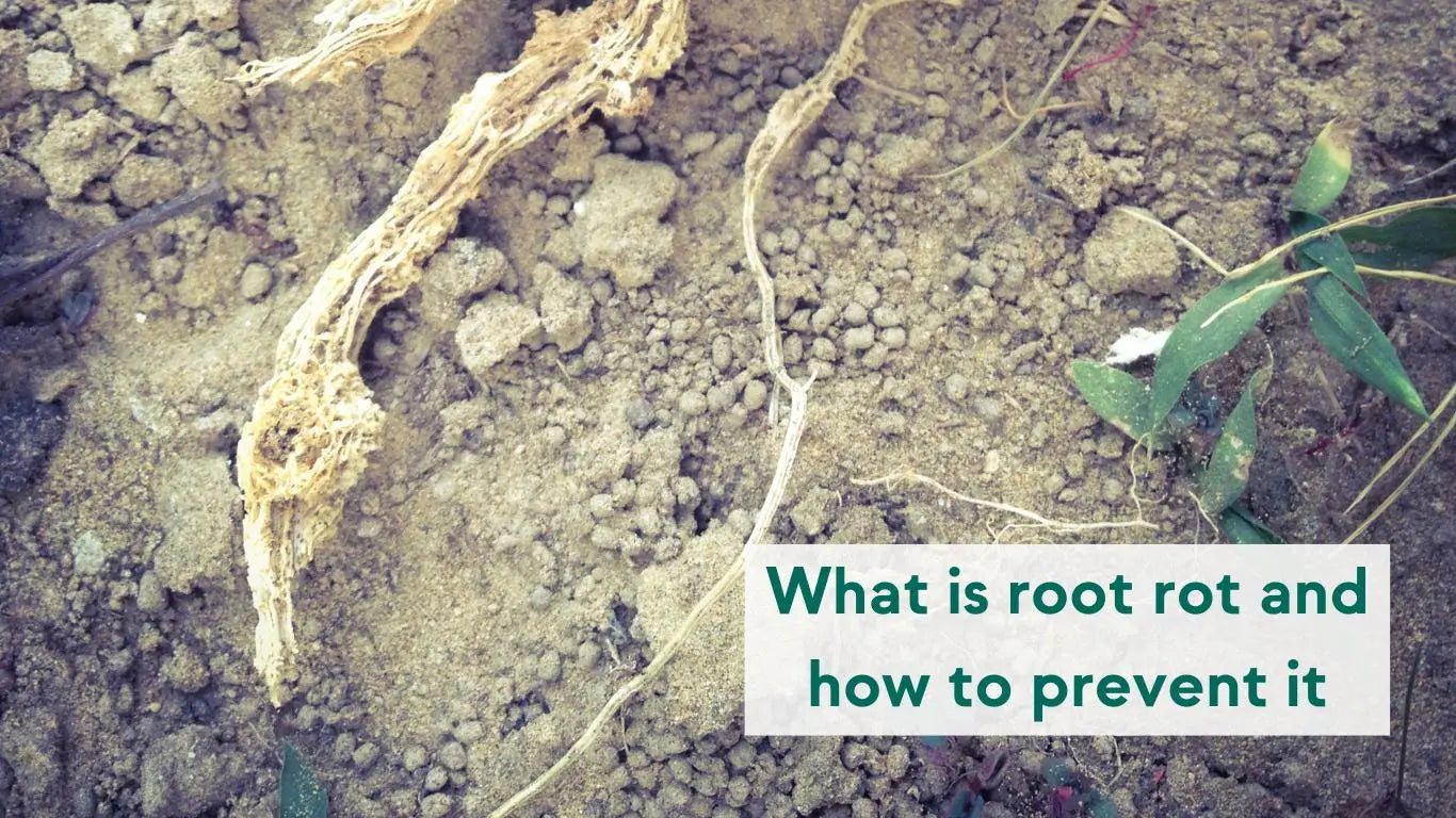 What is root rot and how to prevent it - KORU ONE